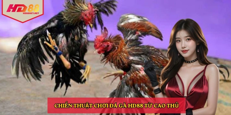 Chiến thuật chơi đá gà HD88 từ cao thủ