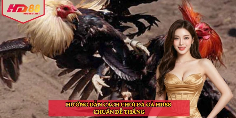 Hướng dẫn cách chọn gà và đọc trận đấu