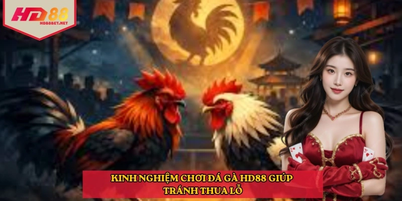 Kinh nghiệm chơi đá gà HD88 giúp tránh thua lỗ